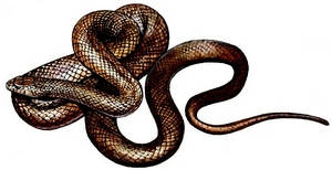eastern brown snake