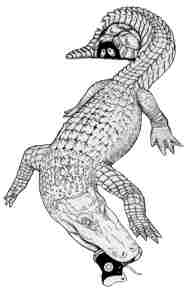 freshwater crocodile