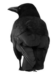 a crow